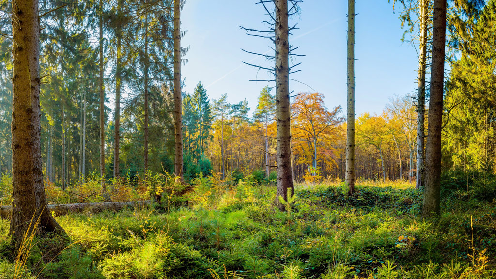 Labirinto de Breogán na Coruña